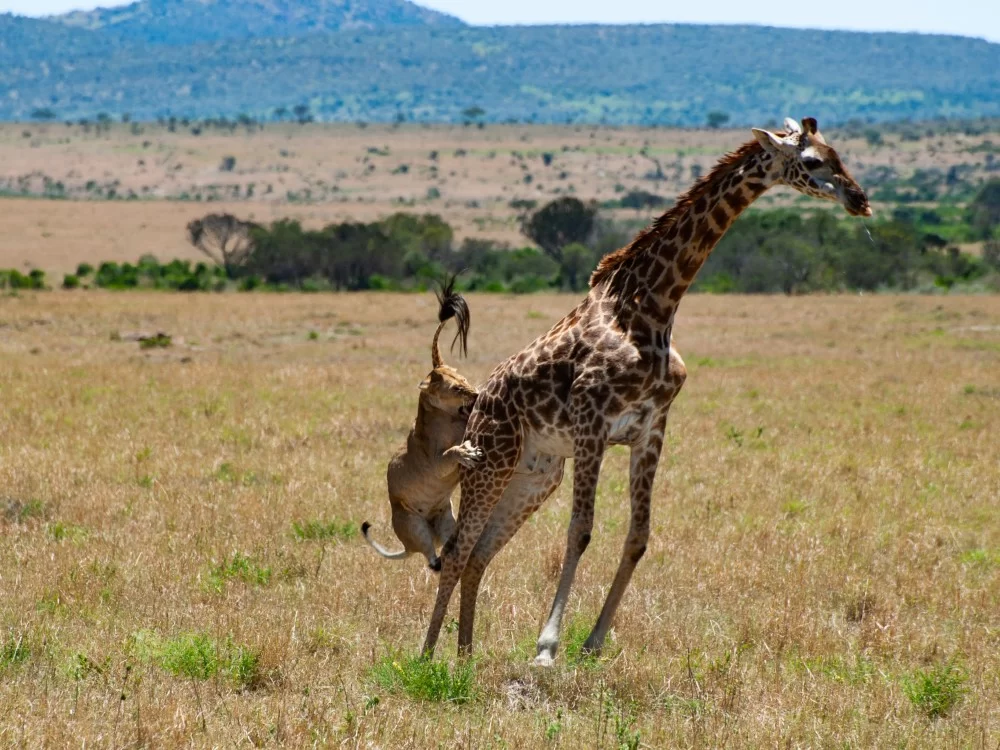 safari destinations kenya