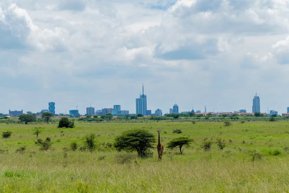 safari kenya