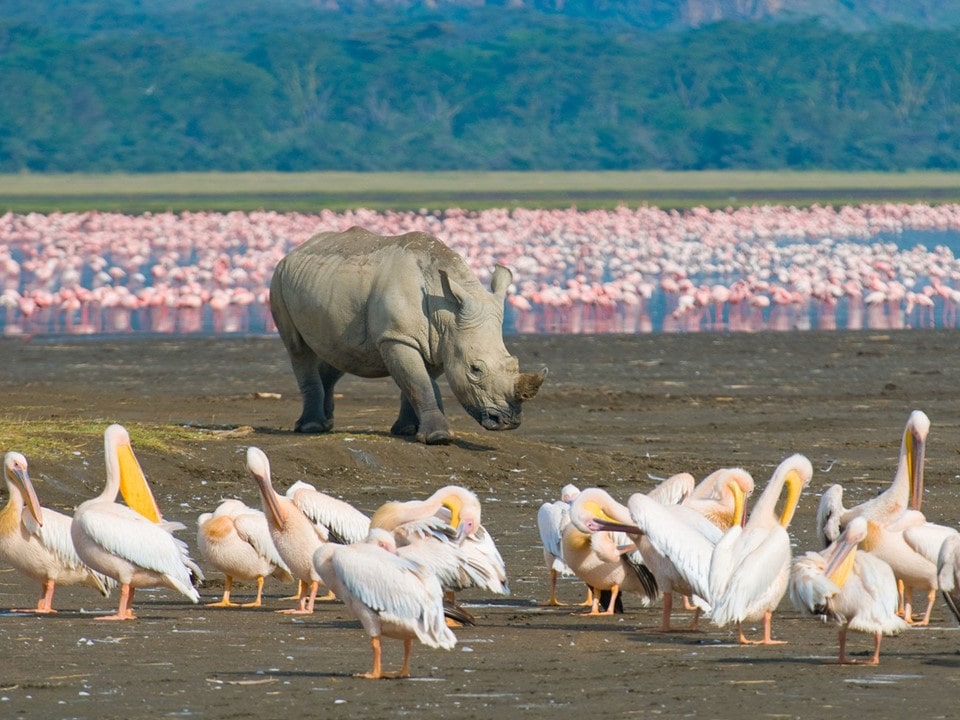 4 Days Lake Nakuru & Masai Mara