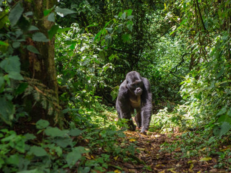 Uganda