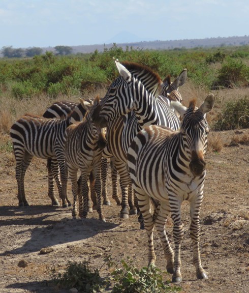 Kenya Safaris