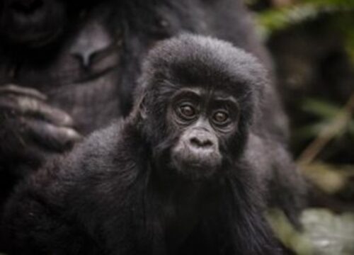 6 Day Gorilla Trekking Safari