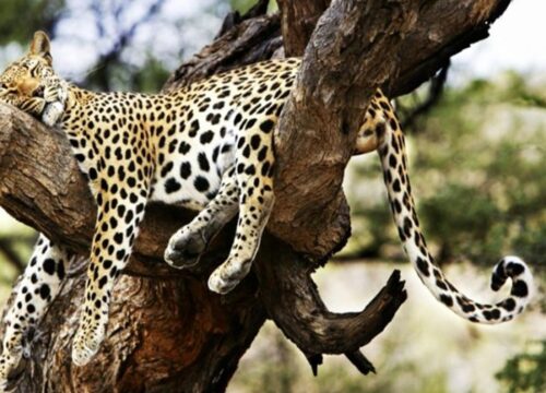 Special Tips for Wearing the Best Safari Outfit!
