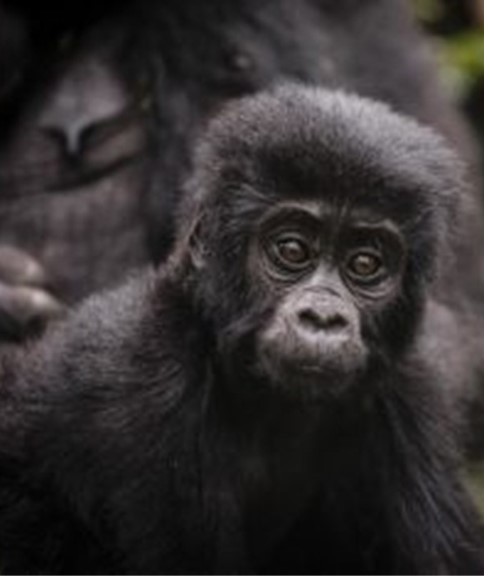 Rwanda Safaris