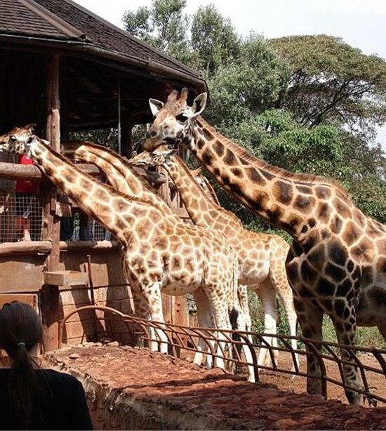 Giraffe Center Tour