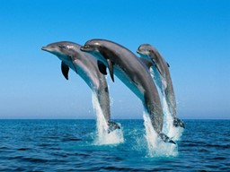 Safari in Kenya | Explore the Best Safari Packages for 2025