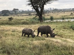 Rhino