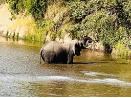 Powerful Tales: 5 Celebrities on Safari Kenya Love