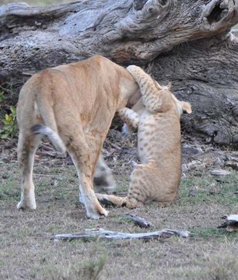 Tanzania Safaris