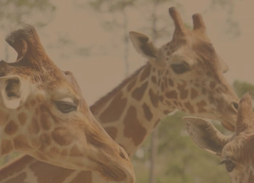 Remarkable Secrets Every Tourist in Kenya Will Love