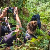 Gorilla Trekking