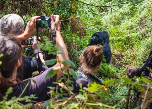 Gorilla Trekking