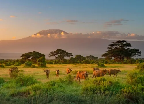 15 Days Kenya & Tanzania Safari