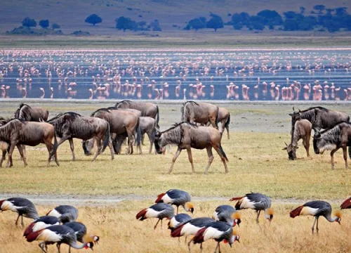 Safari to Kenya and Tanzania. Find Out the Best Destinations
