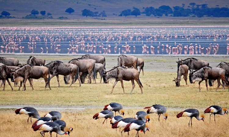 Ngorongoro Safari