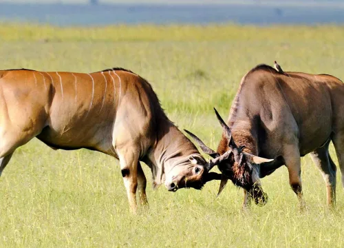 15 Days Tanzania and Zanzibar Safari