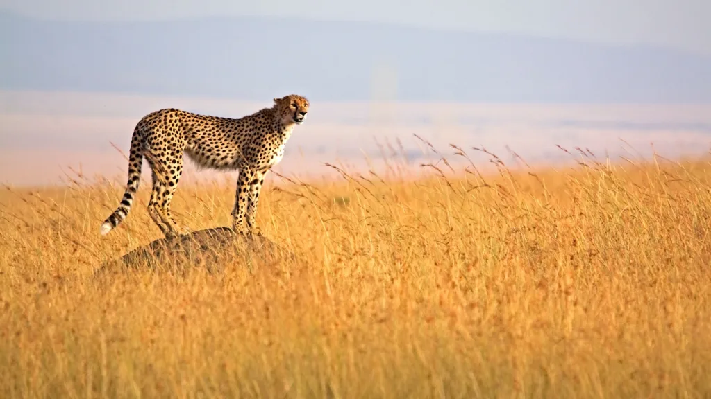15  Days Tanzania and Zanzibar Safari