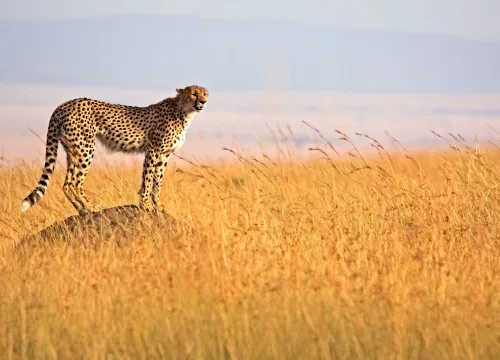 15  Days Tanzania and Zanzibar Safari