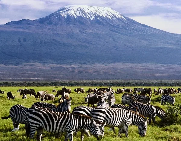 Best of Amboseli National Park