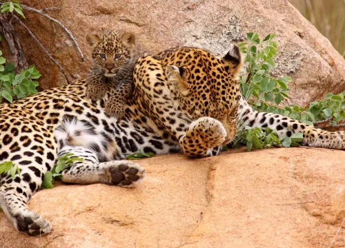 Remarkable Kenyan Safari: Discover Hidden Wonders Today!