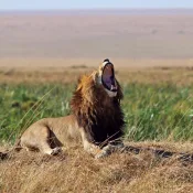 masai mara lion