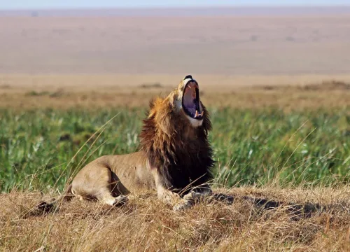 9 Days Safari and Beach