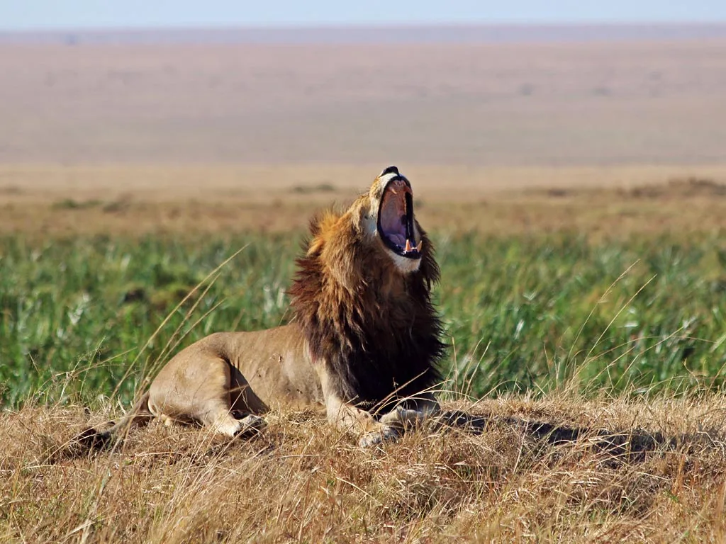 masai mara lion