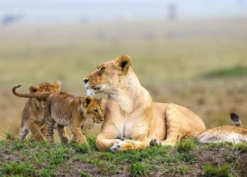 Best Time for a Safari in Kenya