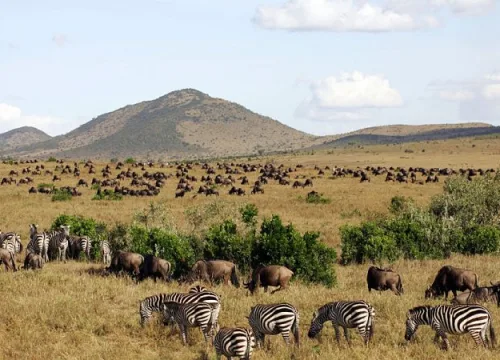 Kenya Safari