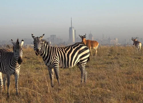 Nairobi Safari