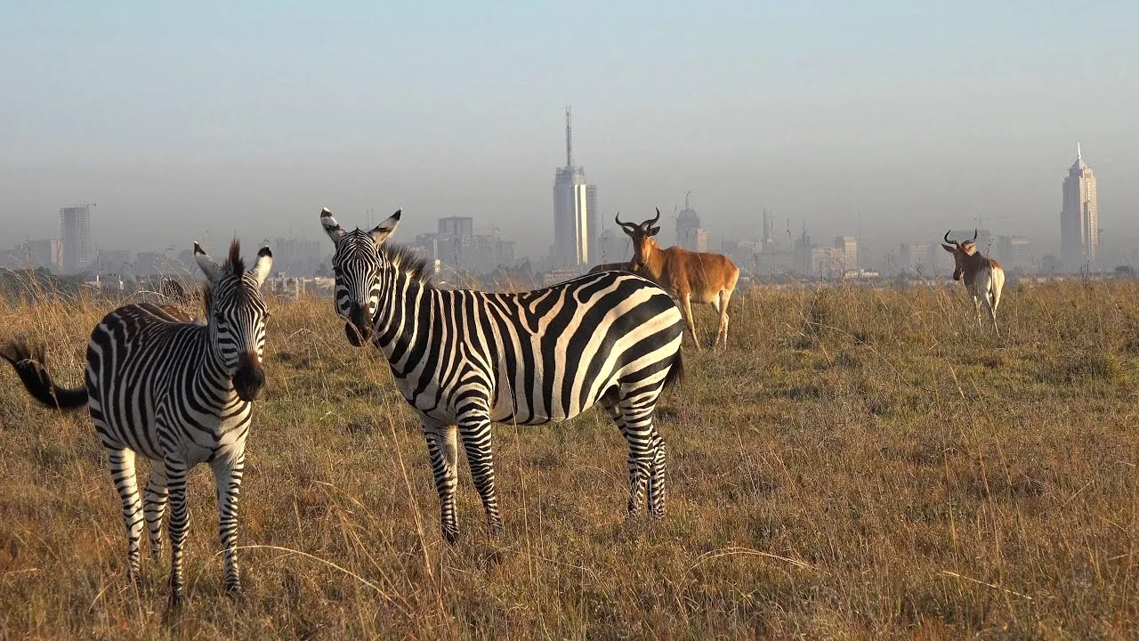 Nairobi Safari