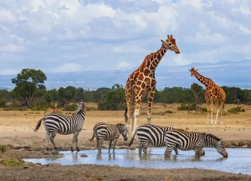 12 Days Safari 2025