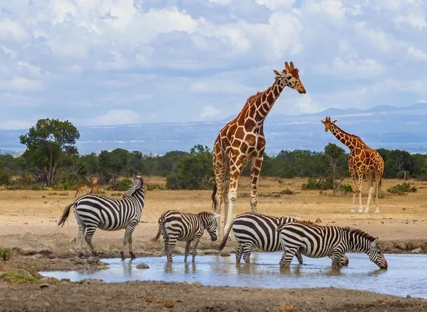 12 Days Safari 2025