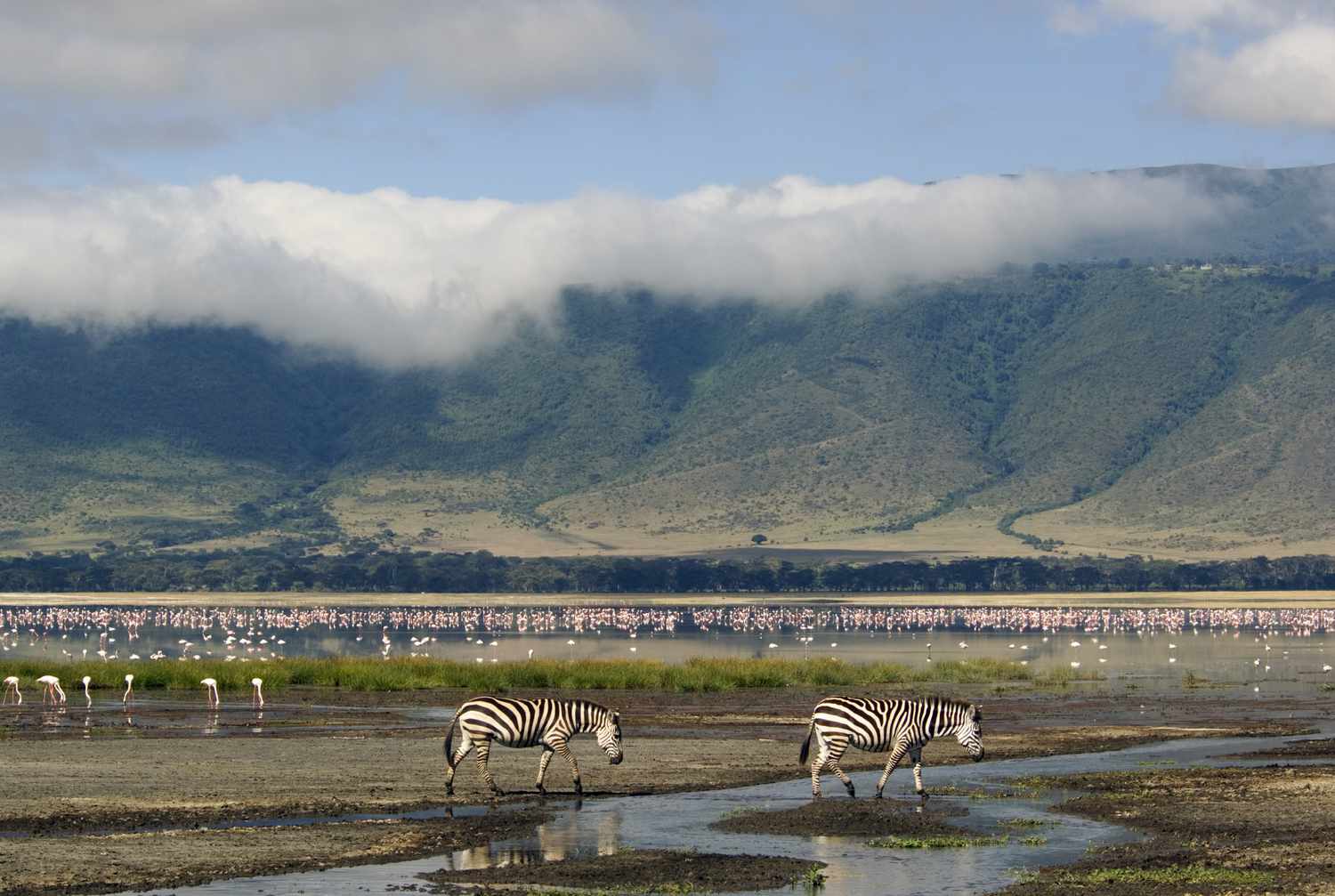Ngorongoro