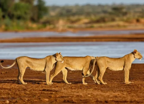 Safari
