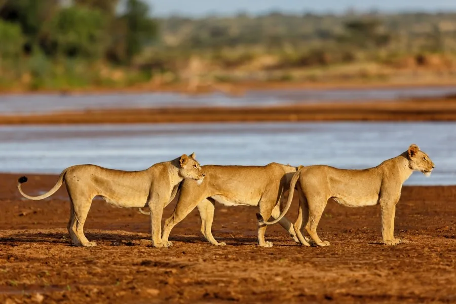 Safari