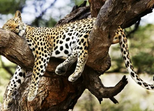 10 Days Safari Tanzania Itinerary