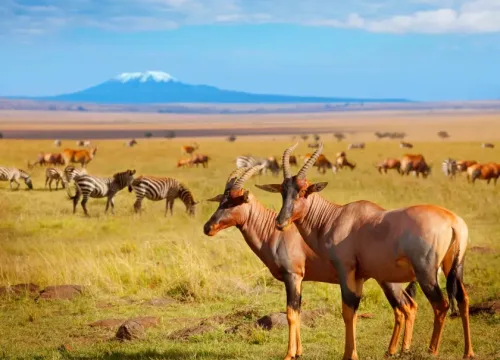 Discover the Unique Safari in Kenya: Guaranteed Lowest Costs!