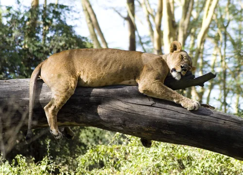 Going on a Kenya safari? Here is how to get your visa