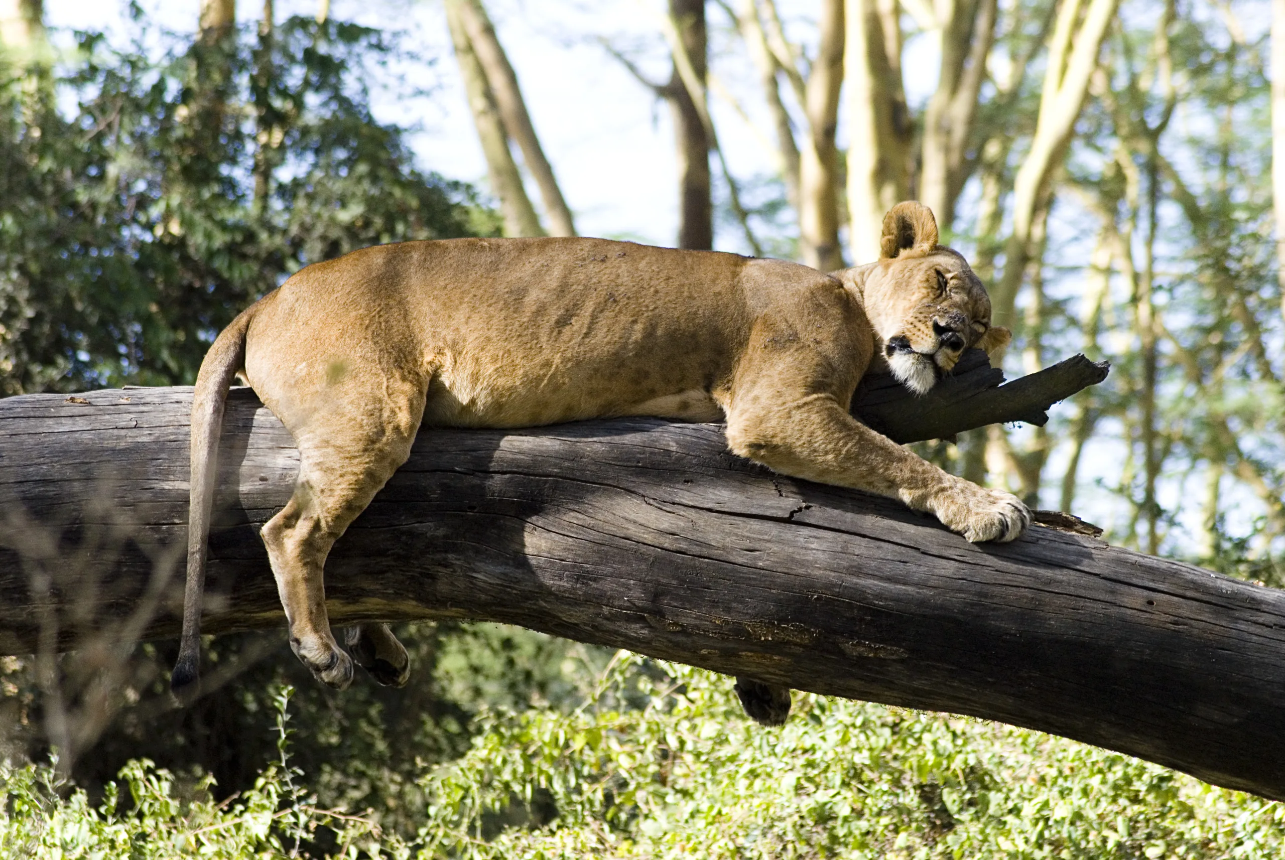lake nakuru Safari