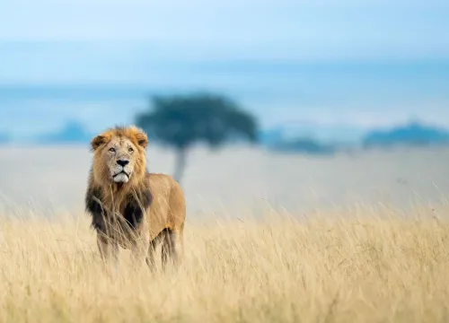 3 Days Masai Mara Safari