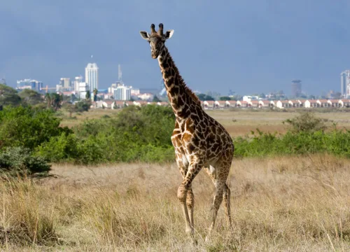 Top 5 reasons to do a safari in Nairobi Kenya