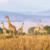 Kenya Vs Tanzania