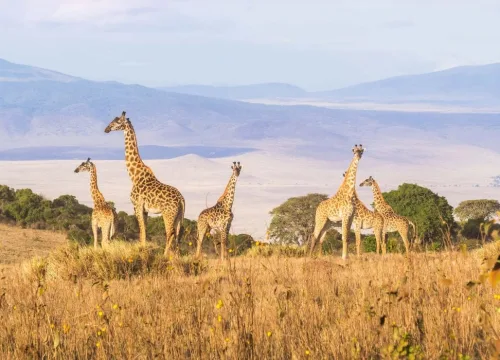 The Truth About Kenya vs. Tanzania: Which is Best?