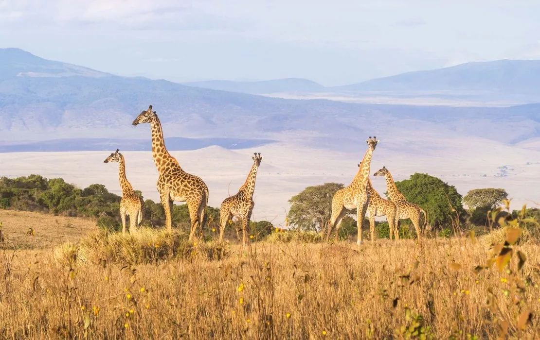 Kenya Vs Tanzania