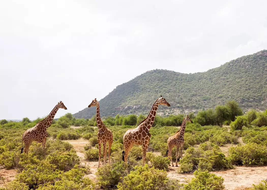 Giraffe on Kenya Safari