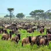 serengeti