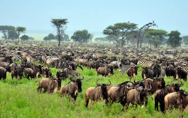 serengeti