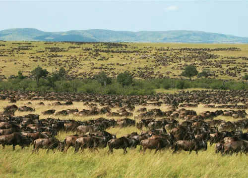 3 Day Flying Safari Masai Mara
