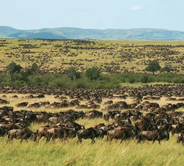 wildebeest-migration-mara.
